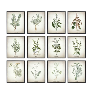 Planta Panza Pictura Arta Vintage pe bază de Plante Ilustrații, Postere si Printuri Culinare Ierburi Botanice Bucatarie de Perete de Artă Decor