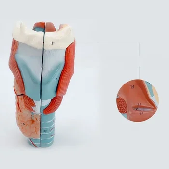 2x Extinsă Gâtul Omului Anatomie Model pentru Boli de Studiu, Anatomice Laringelui Model Gâtului Anatomia Model de Predare Prop
