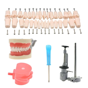 Dentare Typodont Model Detașabil Prepararea Dintilor 32Pcs Kilgore NISSIN Tip 200