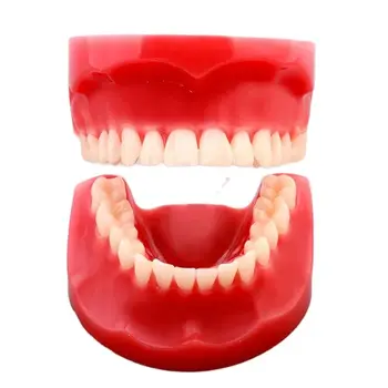 Dentare M7003 mărime Naturală Model de Formare Dentare Dinți Model