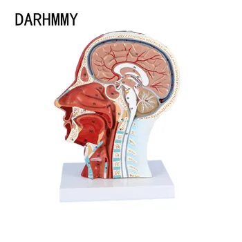 DARHMMY Cap Gât Superficiale Nervoase Musculare Vasculare Model,Uman,Craniul Musculare Și Nervoase Vas de Sânge Model Modelul de Predare