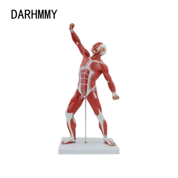 DARHMMY 50CM Umană Anatomie Musculare Medicale Instrumente de Predare Modele Anatomice de Învățământ Echipamente