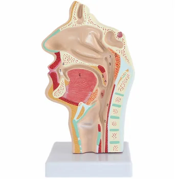 Modelul Nazale Anatomie Anatomice Cap De Om Gât, Nas Medicale De Predare Cavitatea Studiu Științific Orală Jumătate Faringelui Secțiunea Mod