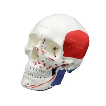 Cap de om Osoase Model de Viață Dimensiune Craniu Model, Cap Detașabil Model de Schelet D5QC