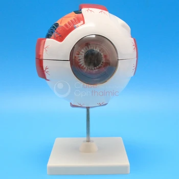 Globul ocular Model de Educație Anatomice 6X Mărire Umane Anatomice Ochi Structura Model